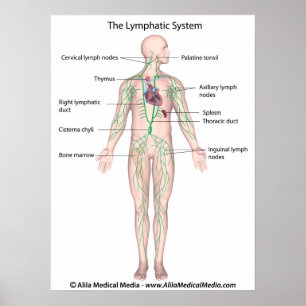 The lymphatic system labelled Poster