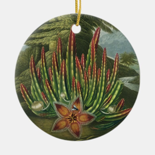 The Maggot-Bearing Stapelia, engraved by Stadler, Ceramic Tree Decoration (Front)