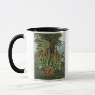 The Maggot-Bearing Stapelia, engraved by Stadler, Mug
