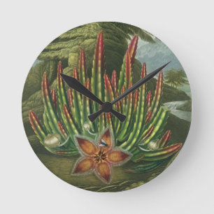 The Maggot-Bearing Stapelia, engraved by Stadler, Round Clock