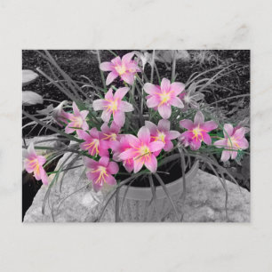 The Magical Fairy Lily Postcard