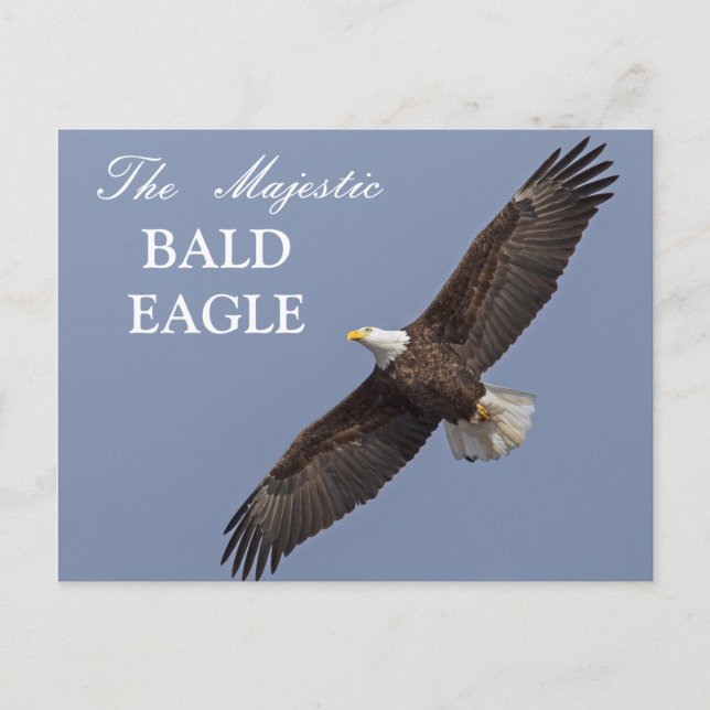 The Majestic Bald Eagle Postcard (Front)