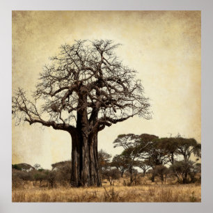 THE MAJESTIC BAOBAB TREE of AFRICA Poster