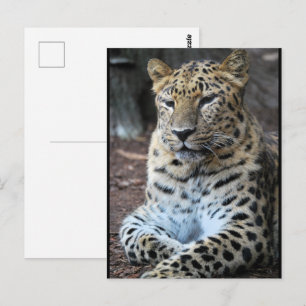 The Majestic Leopard Postcard