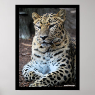 The Majestic Leopard Poster