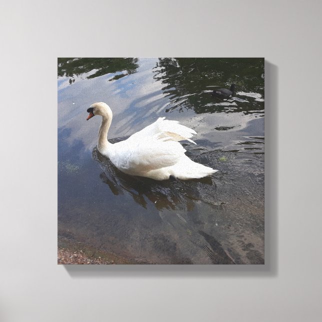 THE MAJESTIC SWAN CANVAS PRINT (Front)