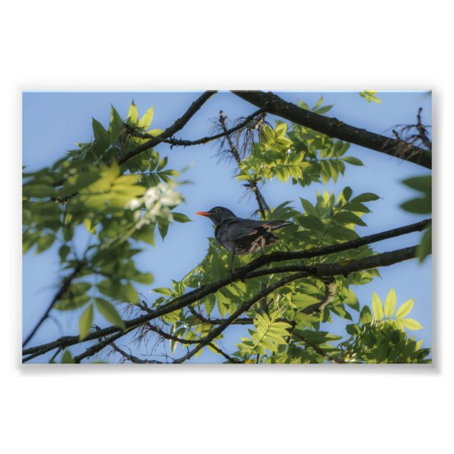 The male common blackbird photo print (Front)