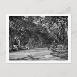 The Mall in Central Park in New York City Postcard