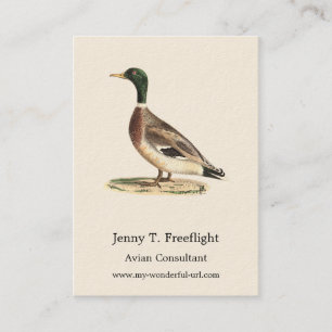 The Mallard or Wild Duck (Anas platyrhynchos) Business Card