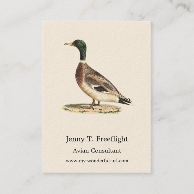 The Mallard or Wild Duck (Anas platyrhynchos) Business Card (Front)