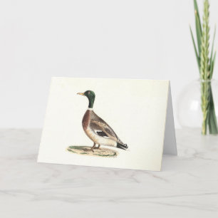 The Mallard or Wild Duck (Anas platyrhynchos) Card