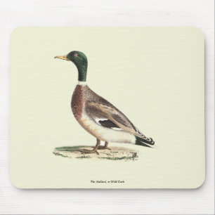 The Mallard or Wild Duck (Anas platyrhynchos) Mouse Mat
