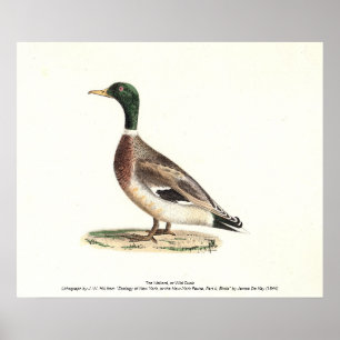 The Mallard or Wild Duck (Anas platyrhynchos) Poster