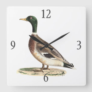 The Mallard or Wild Duck (Anas platyrhynchos) Square Wall Clock