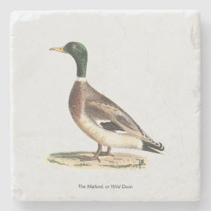 The Mallard or Wild Duck (Anas platyrhynchos) Stone Coaster