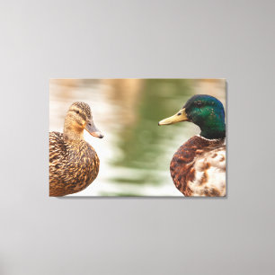 The Mallards  Canvas Print
