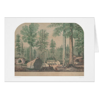 The Mammoth Trees of California (1191)
