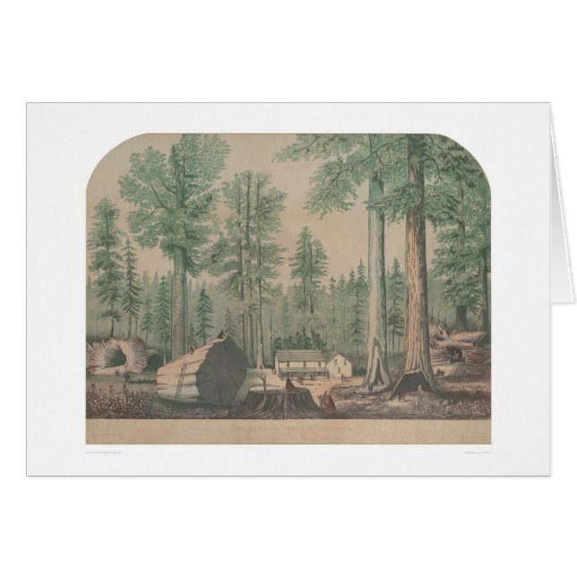 The Mammoth Trees of California (1191) (Front Horizontal)