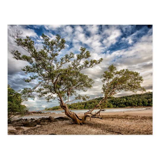 The Mangrove Tree Postcard