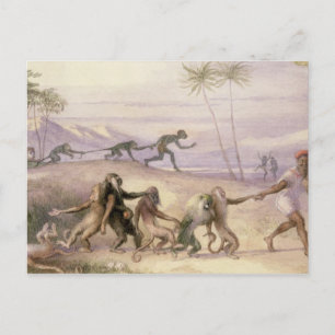 The Manners and Customs of Monkeys Postcard