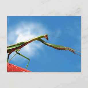 The Mantis Postcard