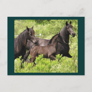 The Mares Postcard