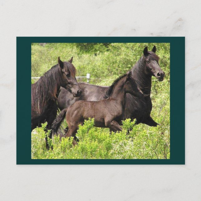 The Mares Postcard (Front)