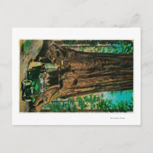 The Mariposa Big Tree Grove, Yosemite Postcard