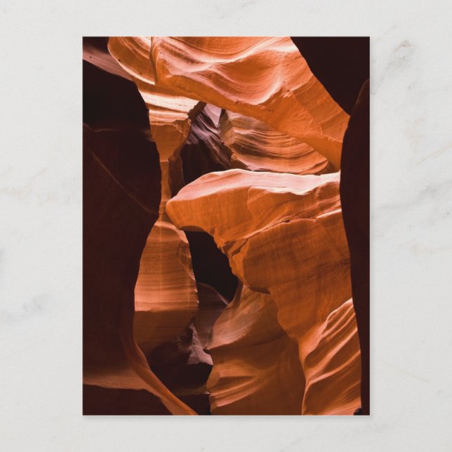 The Maze  -postcardcopy Postcard (Front)