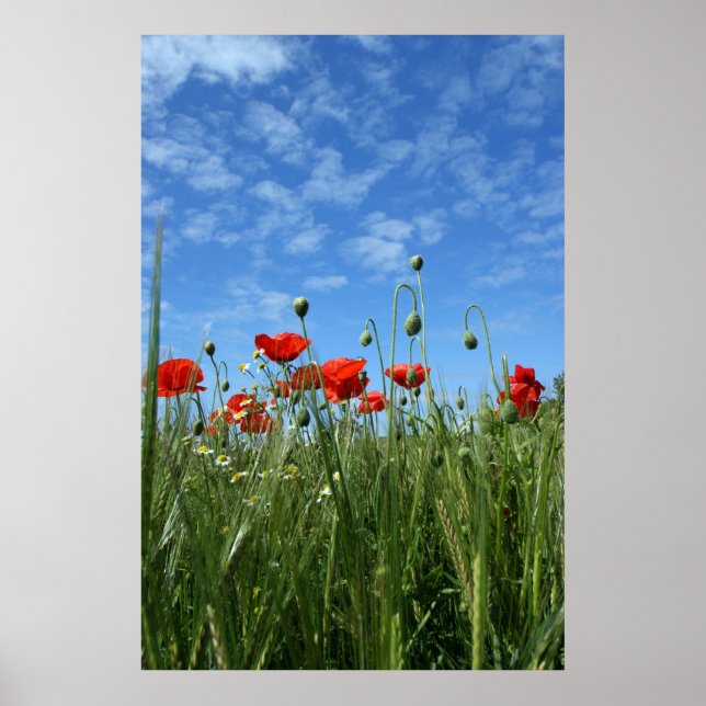 The Meadow Poster (Front)