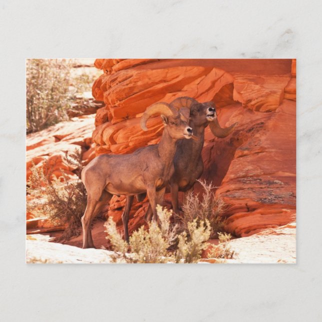 The Mentor Postcard (Front)