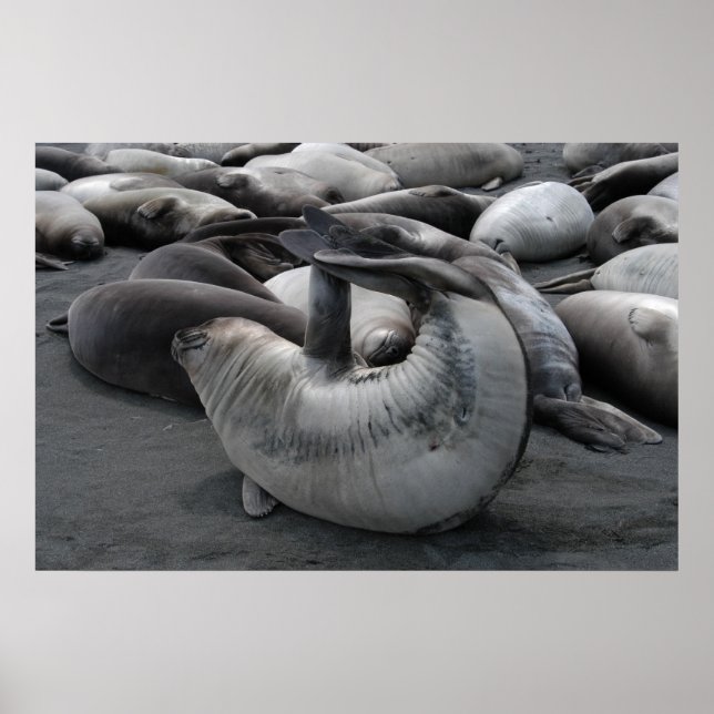 The Mermaid Seal (Poster) Poster (Front)