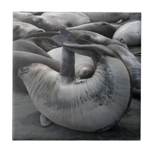 The Mermaid Seal - Tile