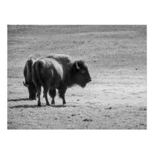 The Mighty Buffalo Poster