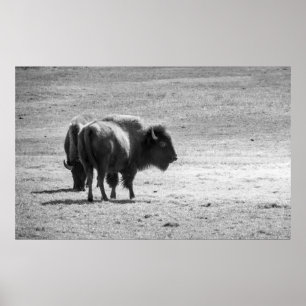 The Mighty Buffalo Poster