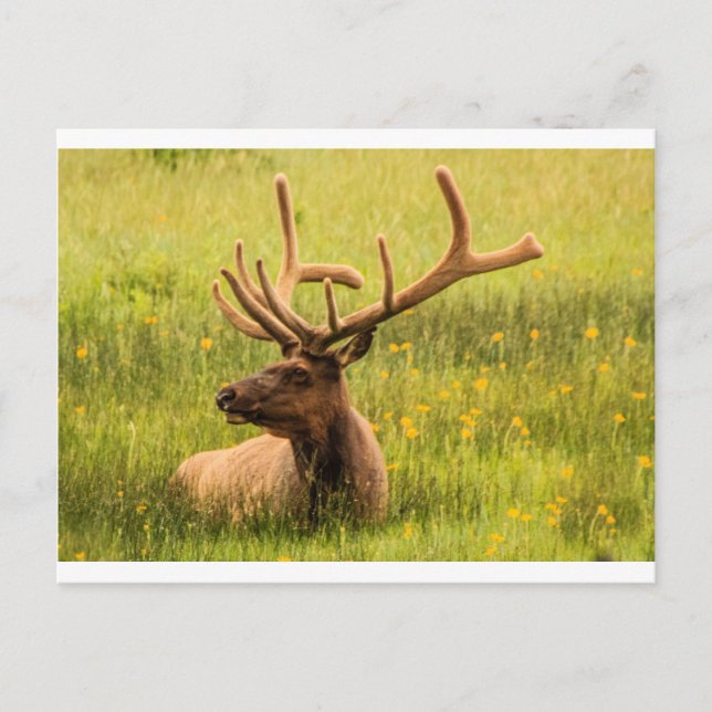 The Mighty Elk Postcard (Front)