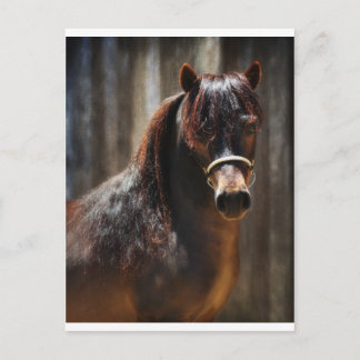 The Mini Stallion Postcard