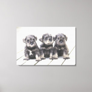 The Miniature Schnauzer is a breed of small dog Canvas Print