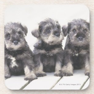 The Miniature Schnauzer is a breed of small dog Coaster