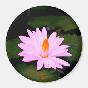 The Monet Effect... Magnet
