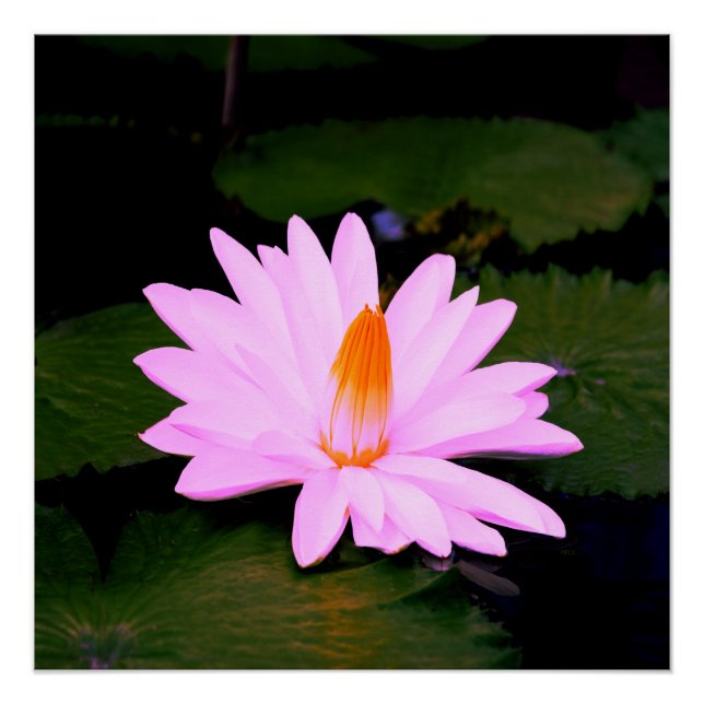 The Monet Effect... Poster (Front)