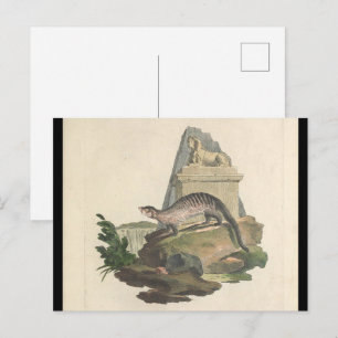 The Mongoose and Egyptian Sphinx Postcard