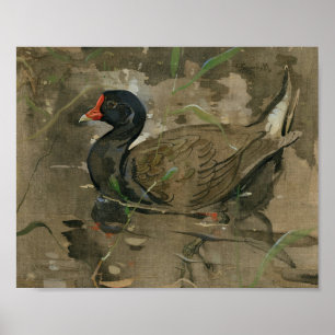The Moorhen Joseph Crawhall Poster