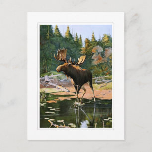 The Moose Postcard