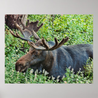 The Moose Poster