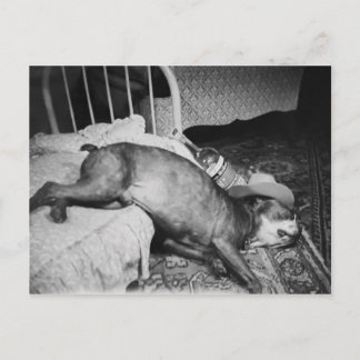 The Morning After Vintage Funny Drunk Dog Postcard