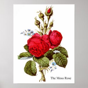 The Moss Rose - Vintage Fine Art Poster