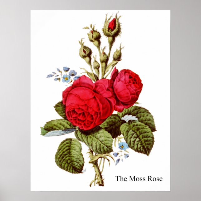The Moss Rose - Vintage Fine Art Poster (Front)