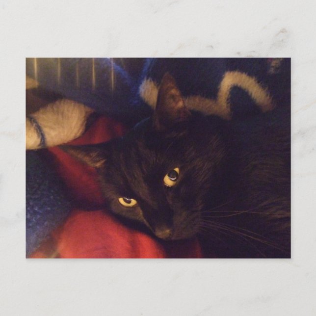 The Most Handsome Cat in the World Postcard (Front)