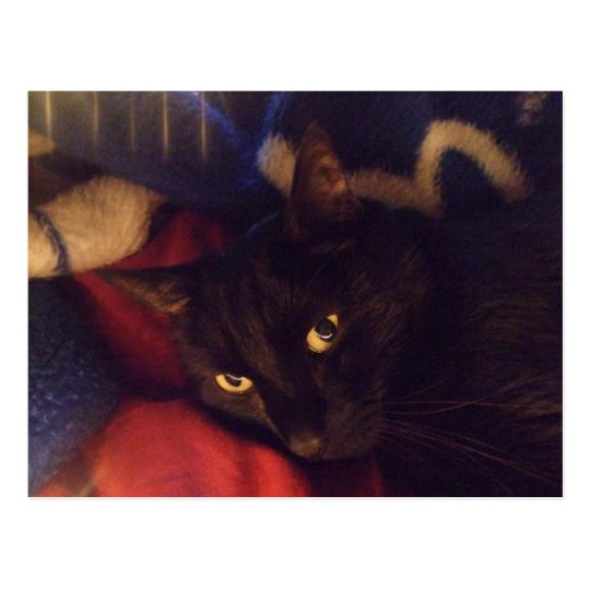 The Most Handsome Cat in the World Postcard
